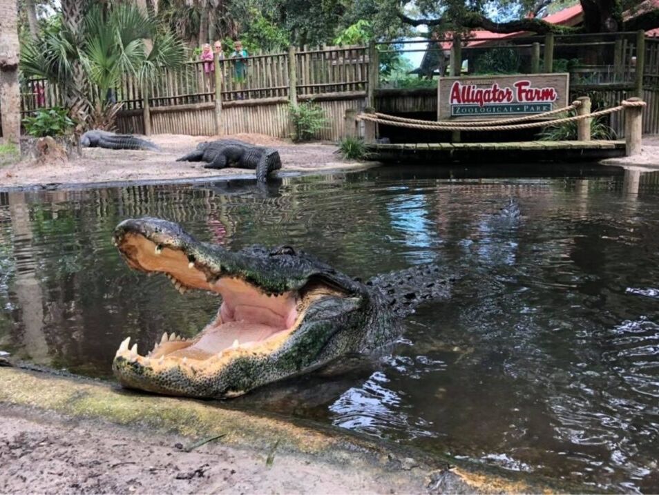 Picture of St. Augustine Alligator Farm Zoological Park