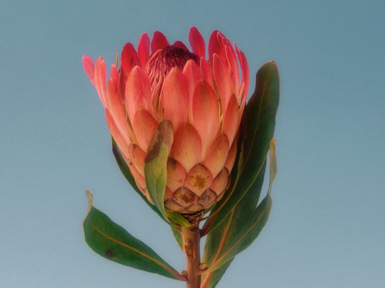 A romantic and striking protea flower