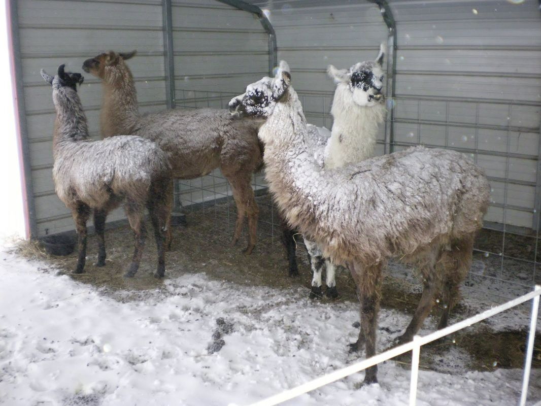Picture of GraysLland Acres