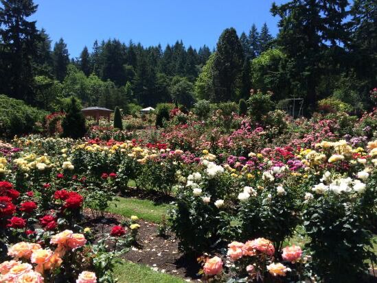 Picture of International Rose Test Garden