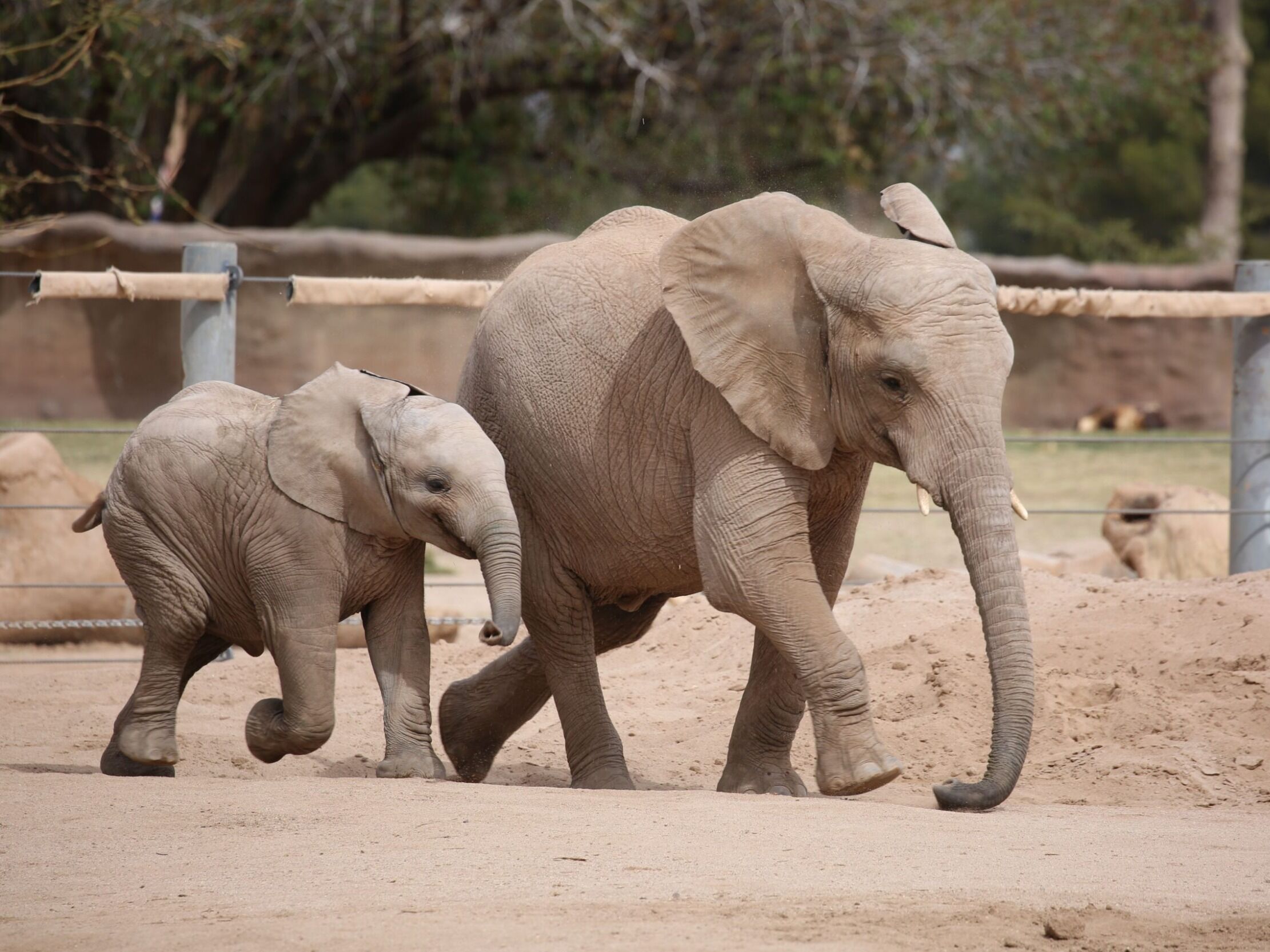 Picture of Reid Park Zoo
