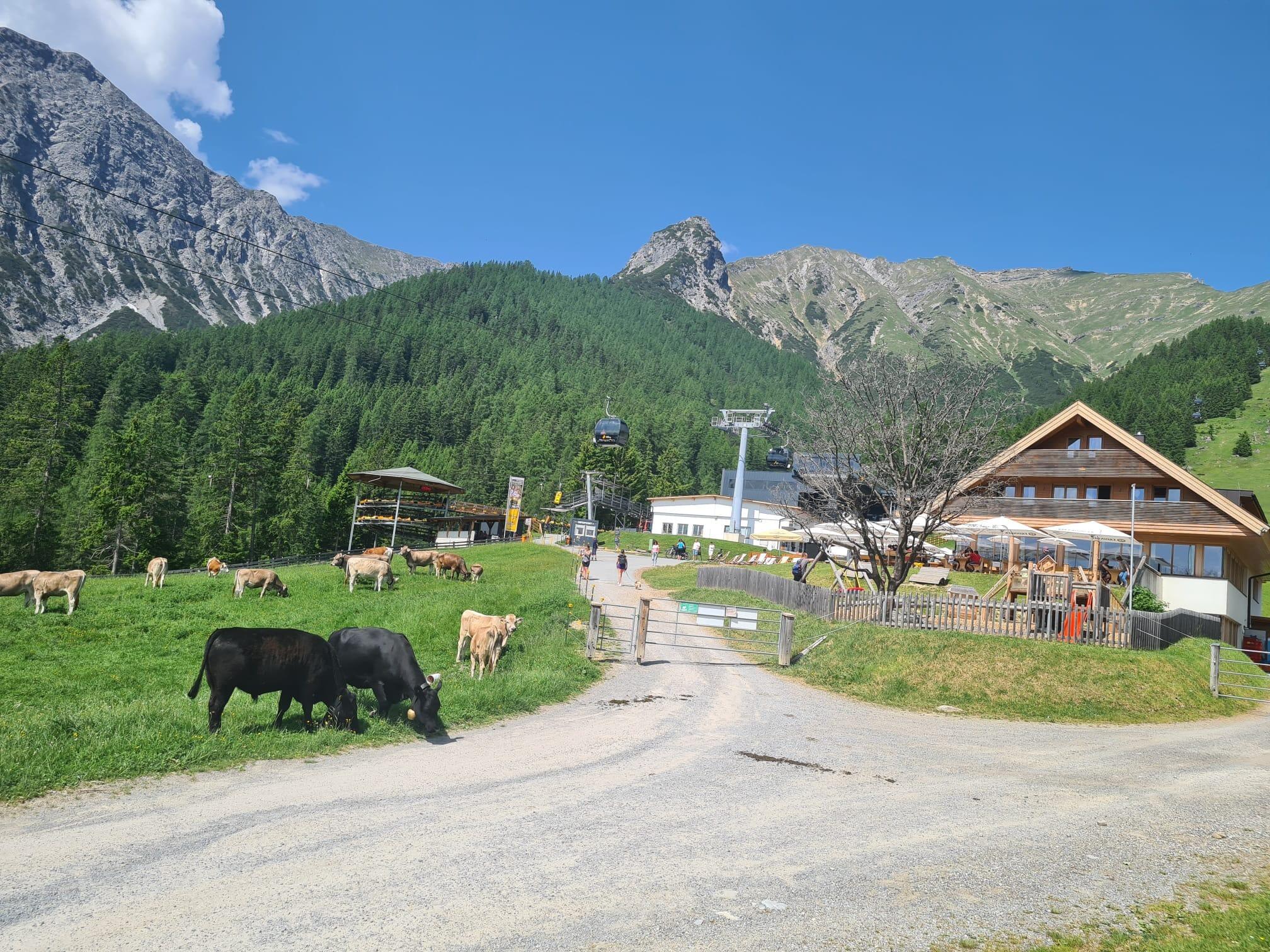 Picture of UALM - Untermarkter Alm