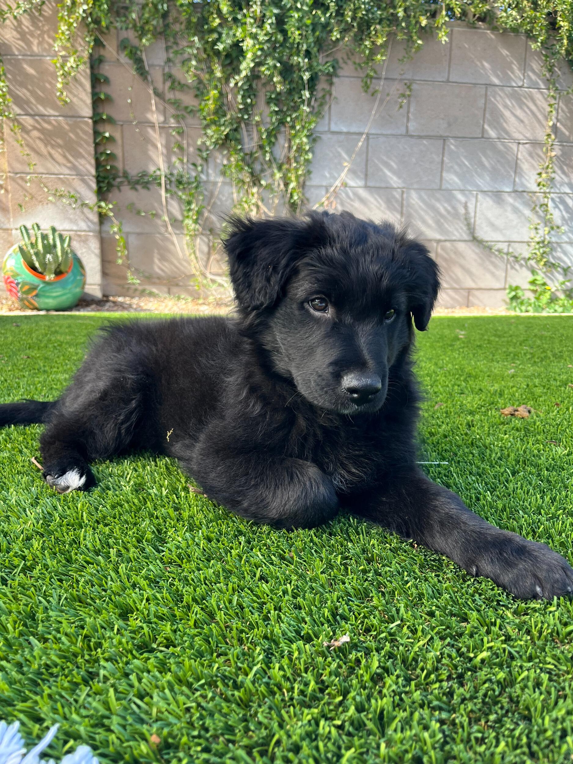 Meet Koda! Emma and Ben welcomed their first puppy together just a few months ago and are absolutely in love. This is Ben's first puppy ever! He has quickly become part of the family and adjusted great to Emma's and Ben's adventurous lifestyle.