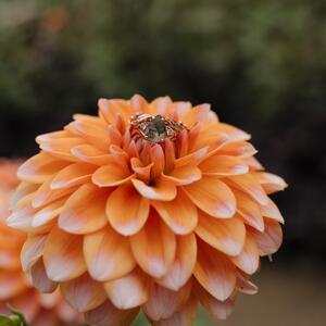 Gallery Photo 12