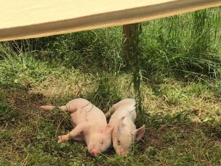 Picture of Woodstock Farm Sanctuary