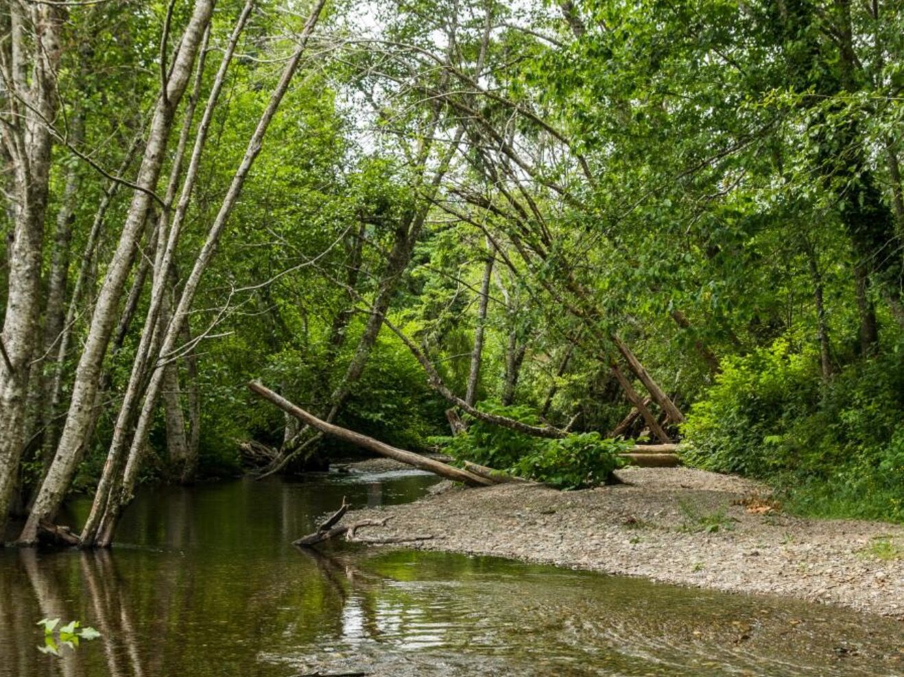 Picture of Belfair State Park