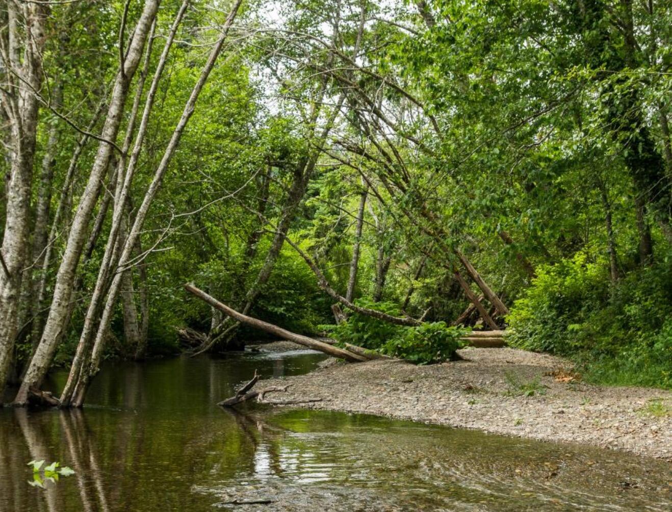 Picture of Belfair State Park
