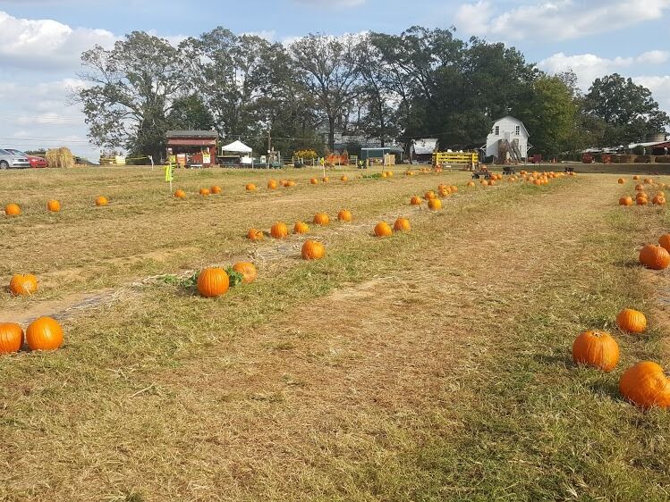 Picture of Hodges Family Farm & Pumpkin Patch - main location