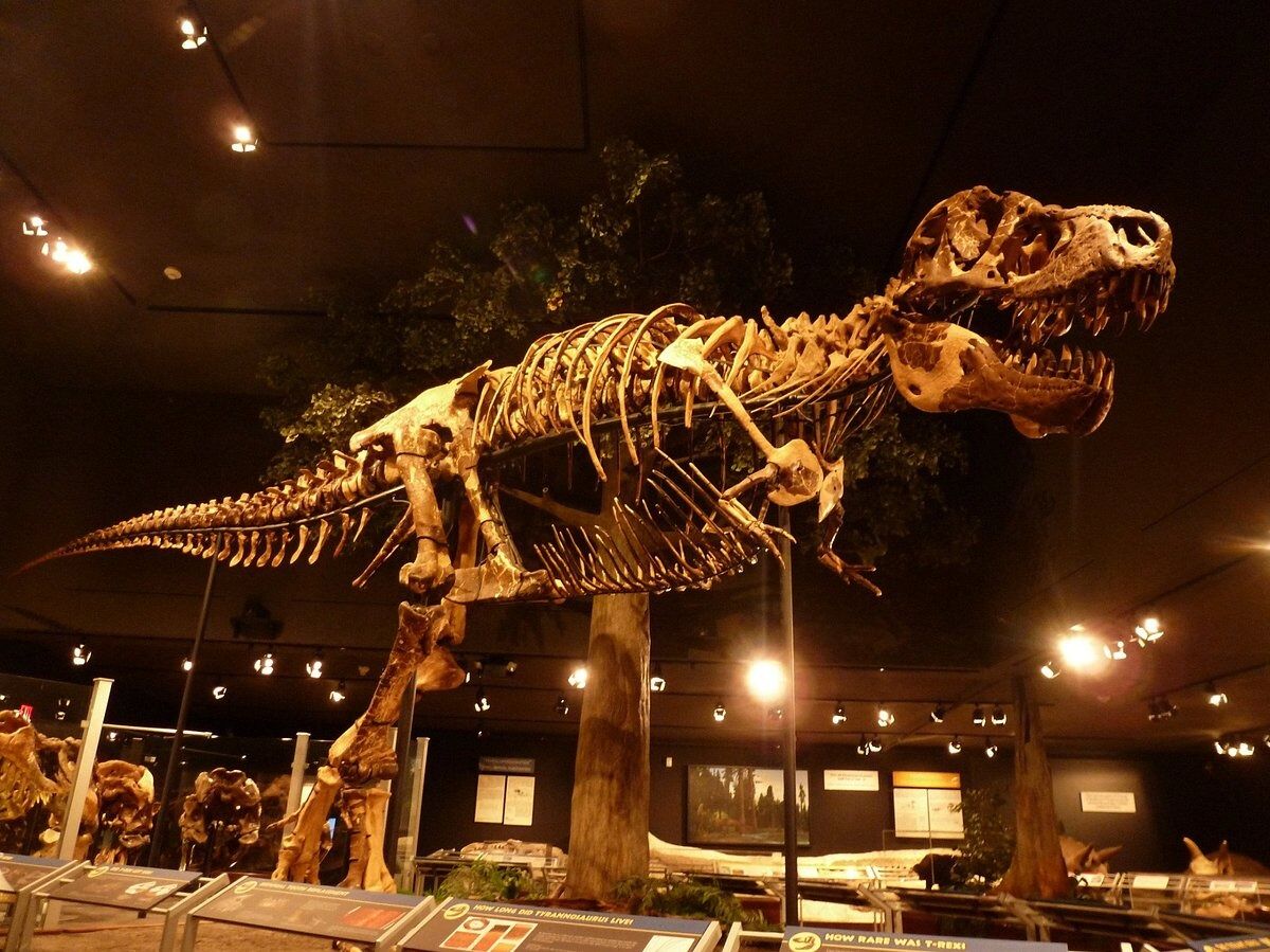 Picture of Museum of the Rockies