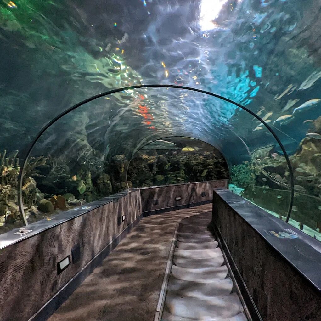 Picture of Ripley's Aquarium of the Smokies