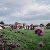Alpacas Made the Guest List for This Wedding at Early Mountain Vineyards in Madison, Virginia