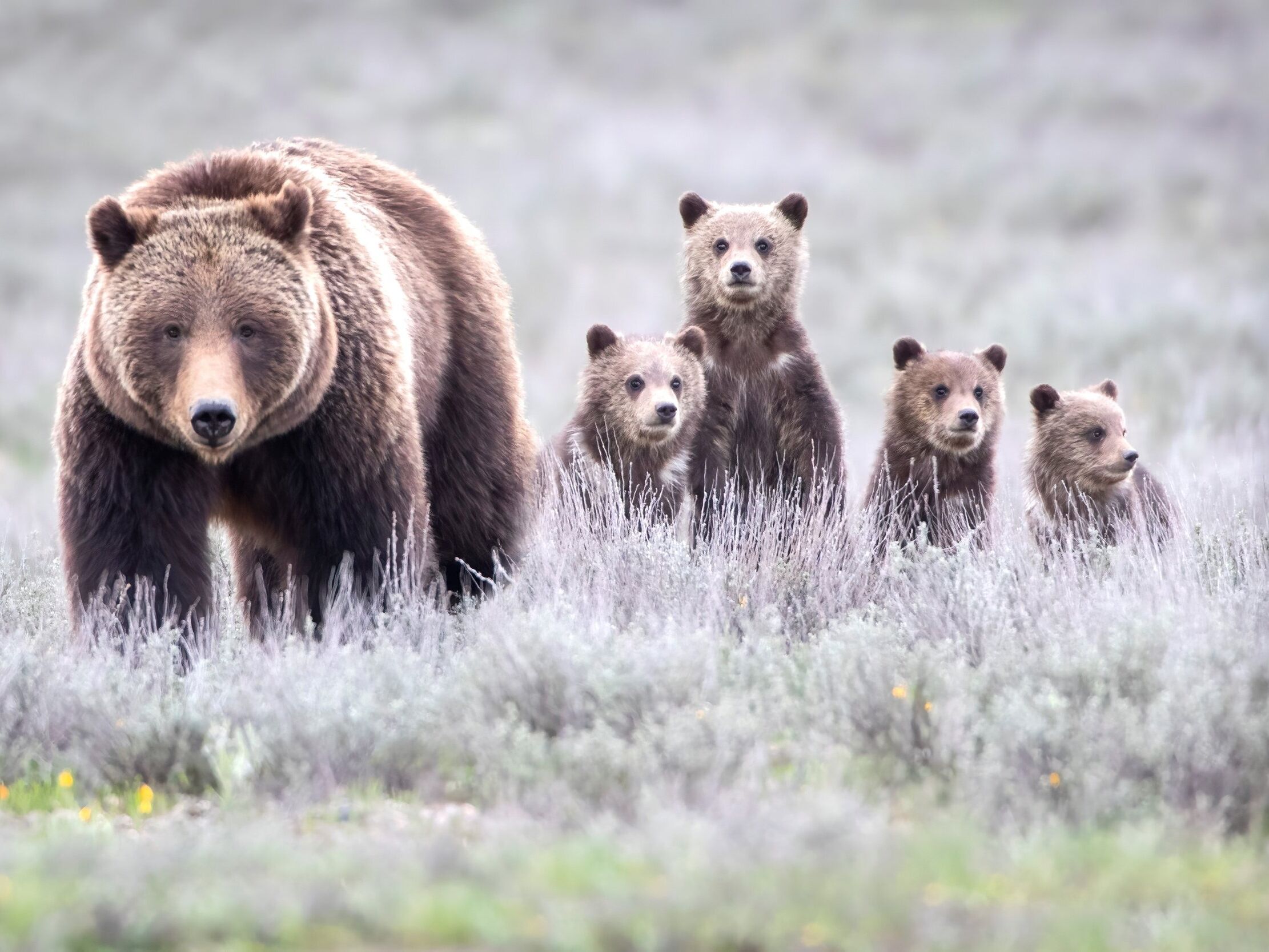 Picture of Jackson Hole Wildlife Safaris
