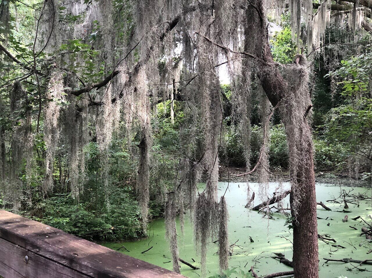 Picture of Cypress Wetlands