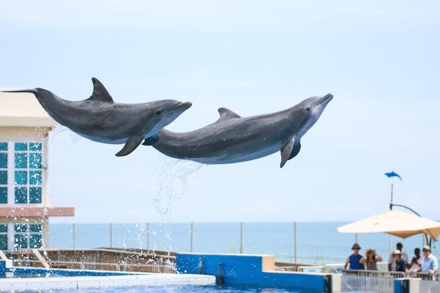 Picture of Marineland Dolphin Adventure