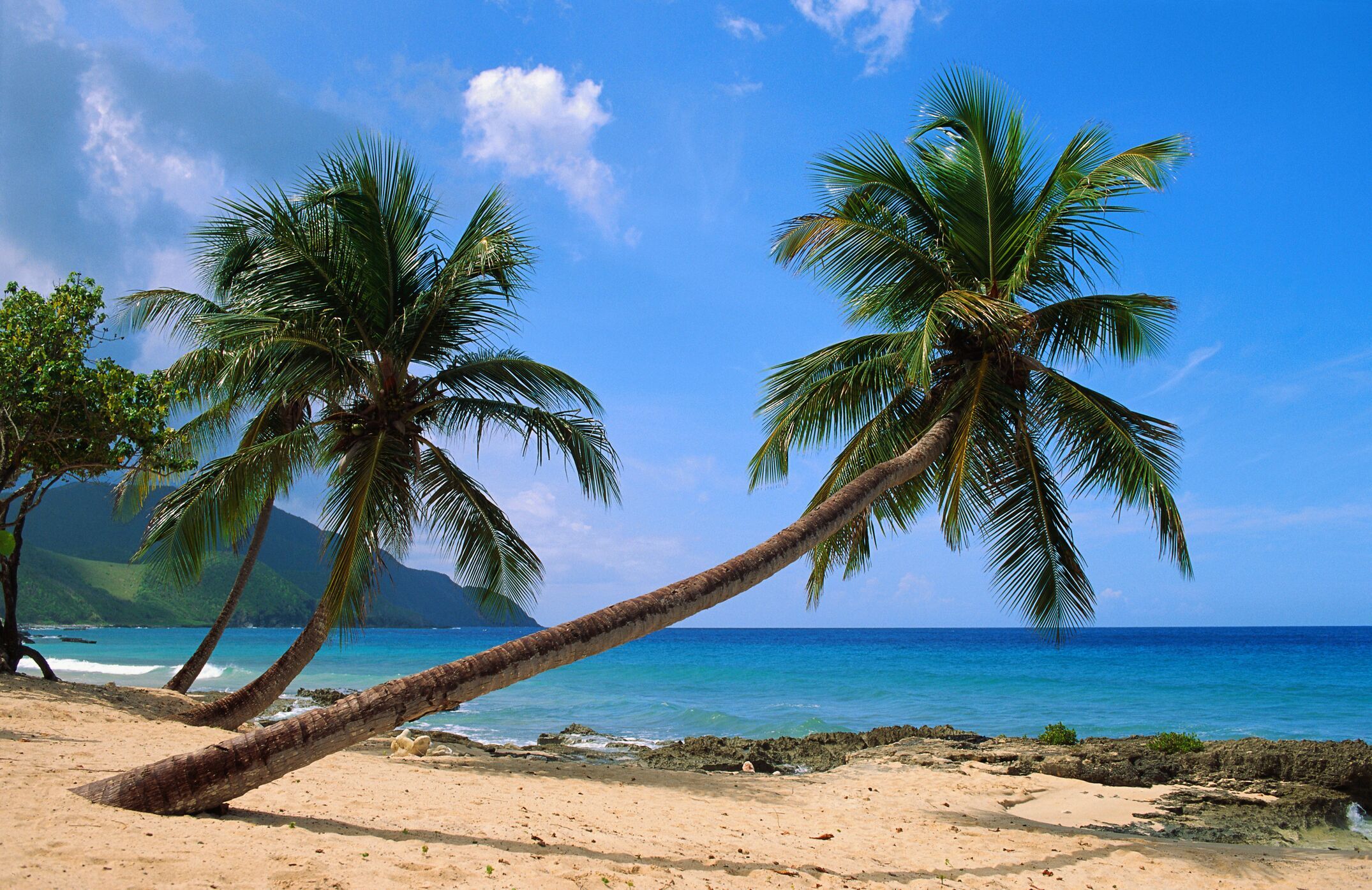 st croix beach palm trees and electric blue caribbean water