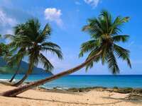st croix beach palm trees and electric blue caribbean water