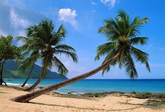 st croix beach palm trees and electric blue caribbean water