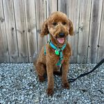 Archie