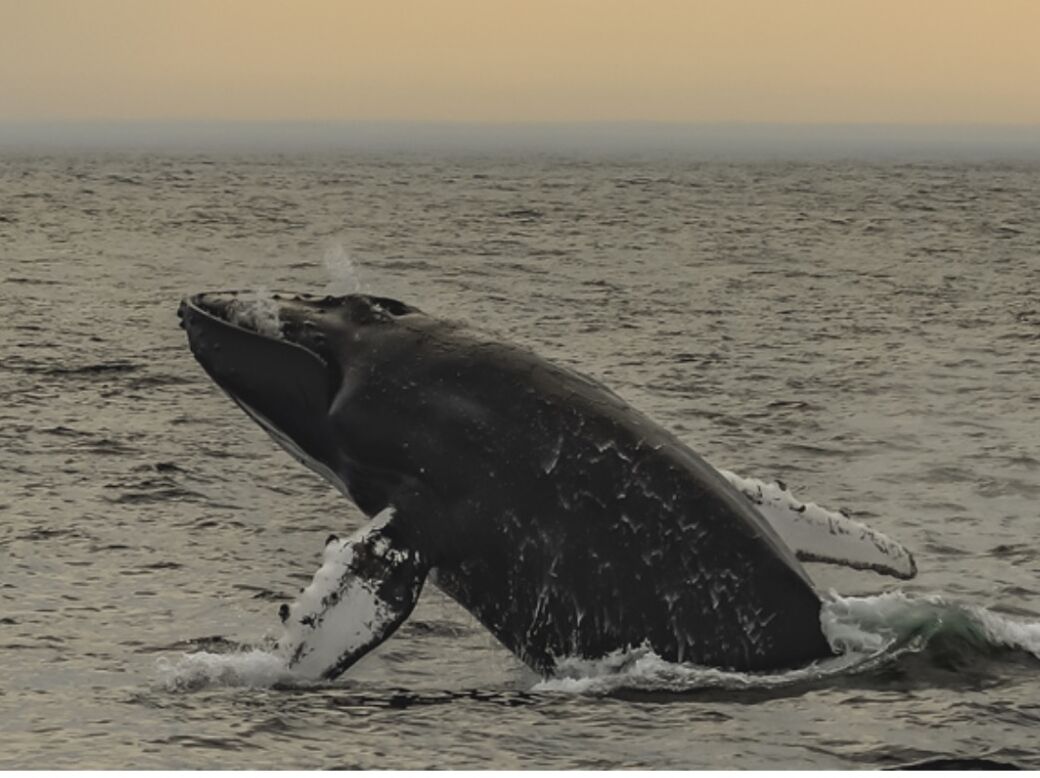 Picture of Dolphin Whale Watch