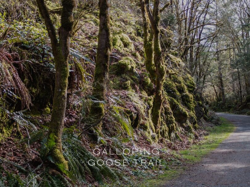Picture of 6️⃣ Walk or Bike the Galloping Goose Trail