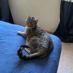 Lucy (Biggie)