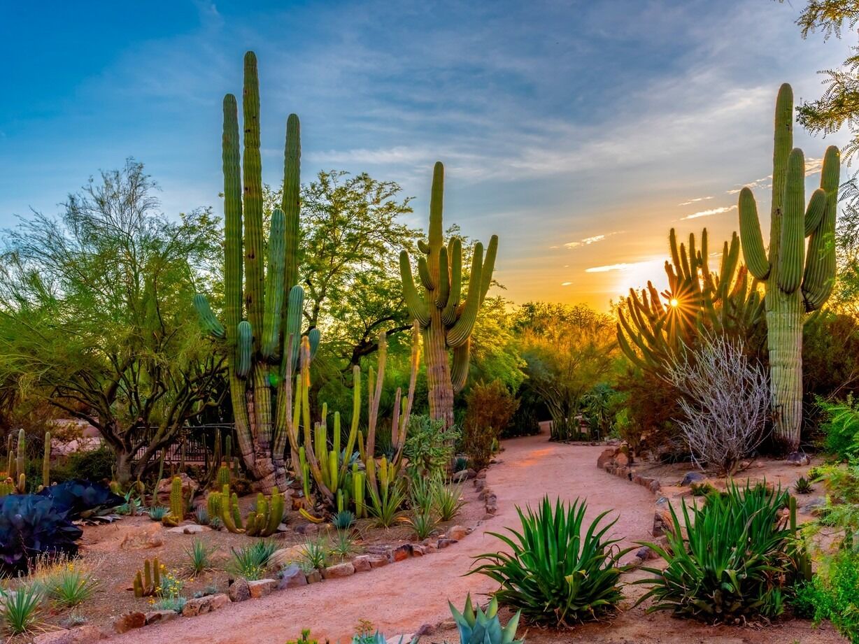 Picture of Desert Botanical Garden