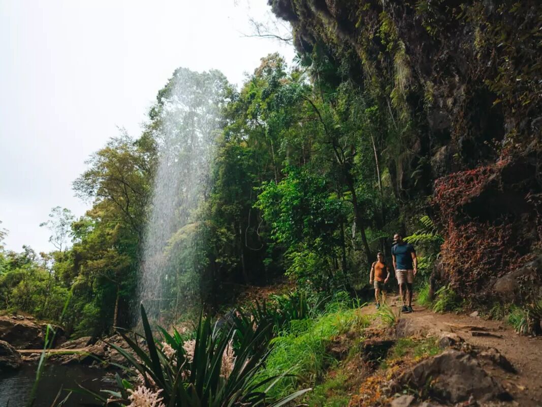 Picture of Springbrook National Park