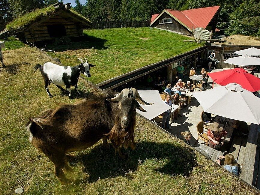 Picture of Old Country Market - Goats on Roof
