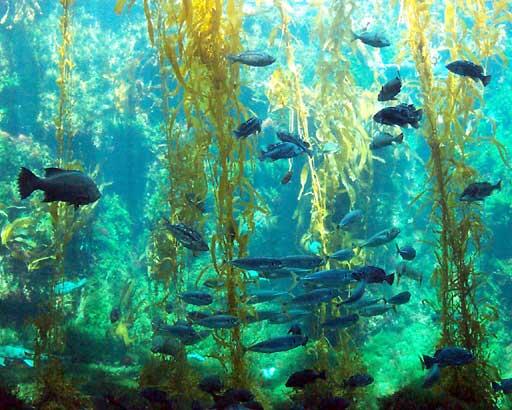 Picture of Birch Aquarium at Scripps Institution of Oceanography