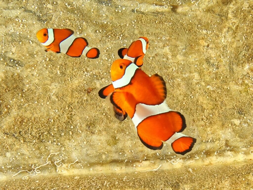 Picture of Jenkinson's Aquarium