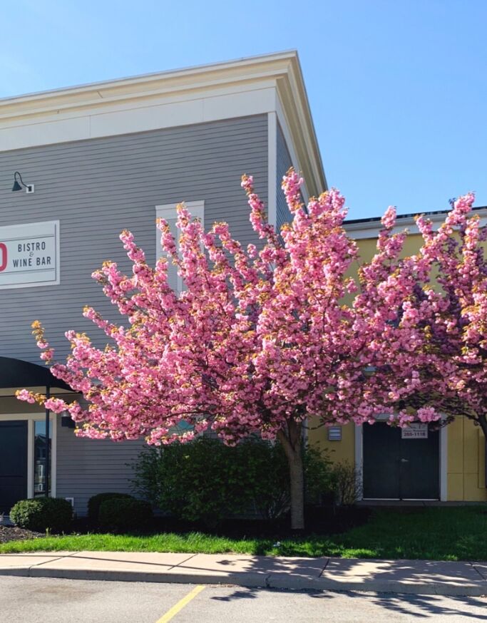 Picture of Jojos Bistro & Wine Bar