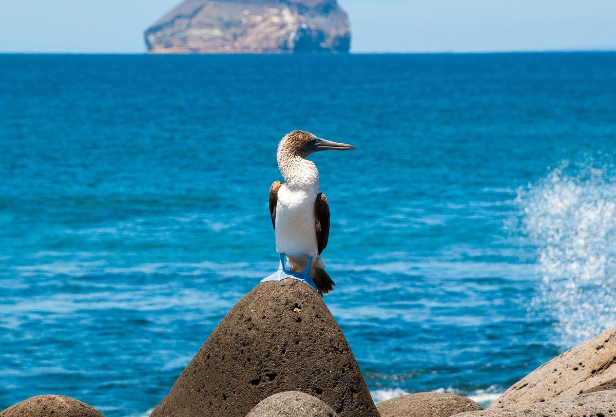 Picture of Galapagos Islands The Legend Yacht - October 21st to 24th