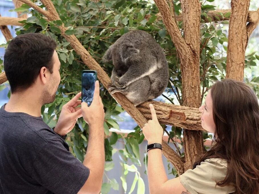Picture of Lone Pine Koala Sanctuary