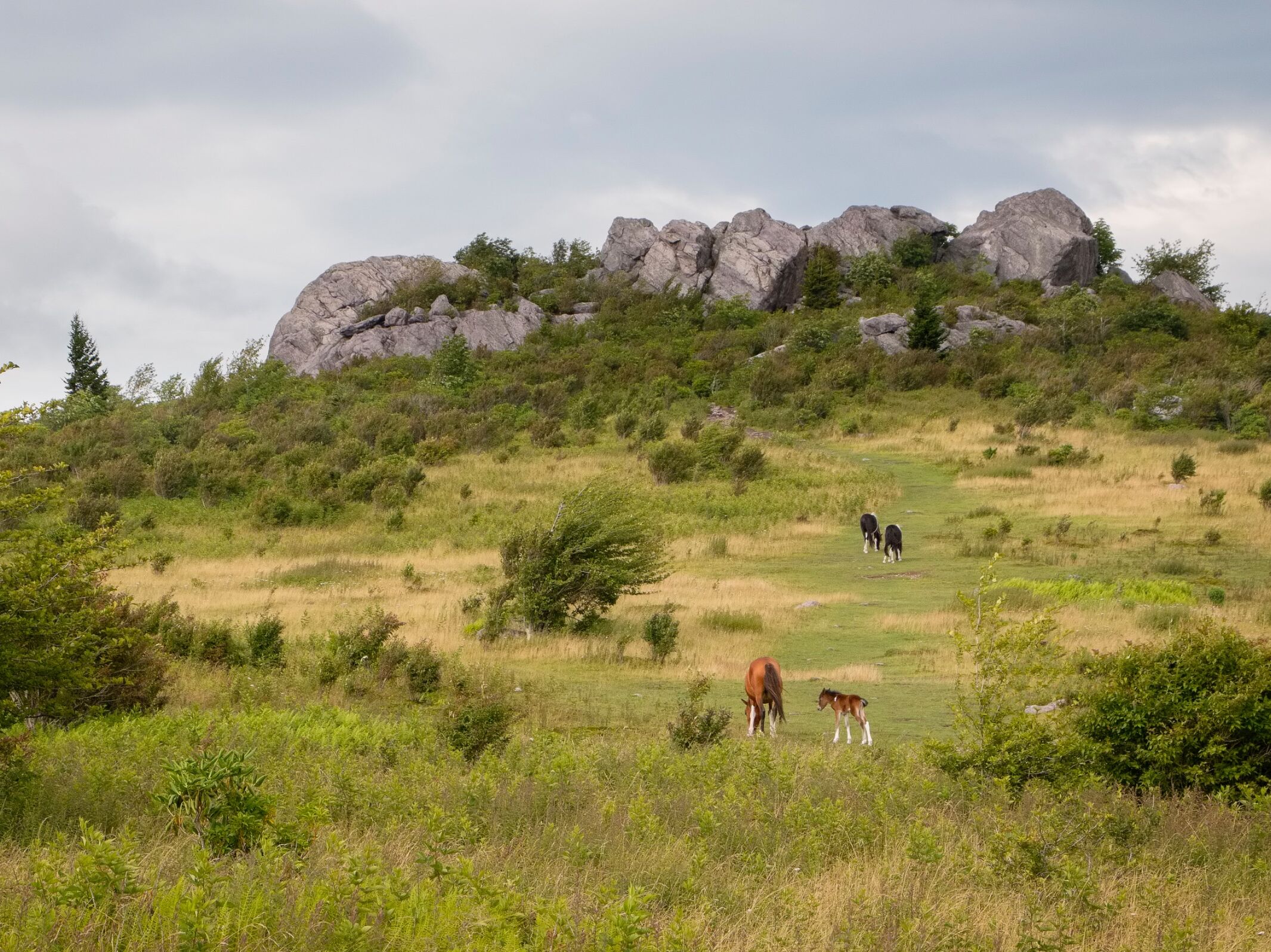 Picture of Grayson Highlands State Park
