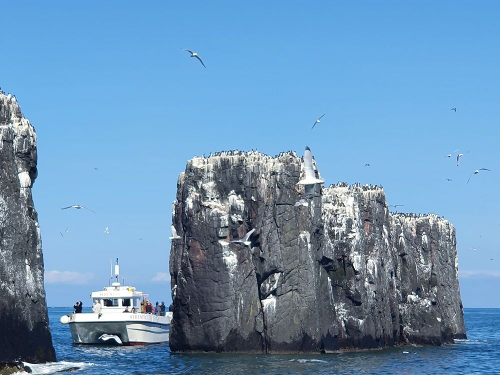 Picture of Serenity Farne Island Boat Tours