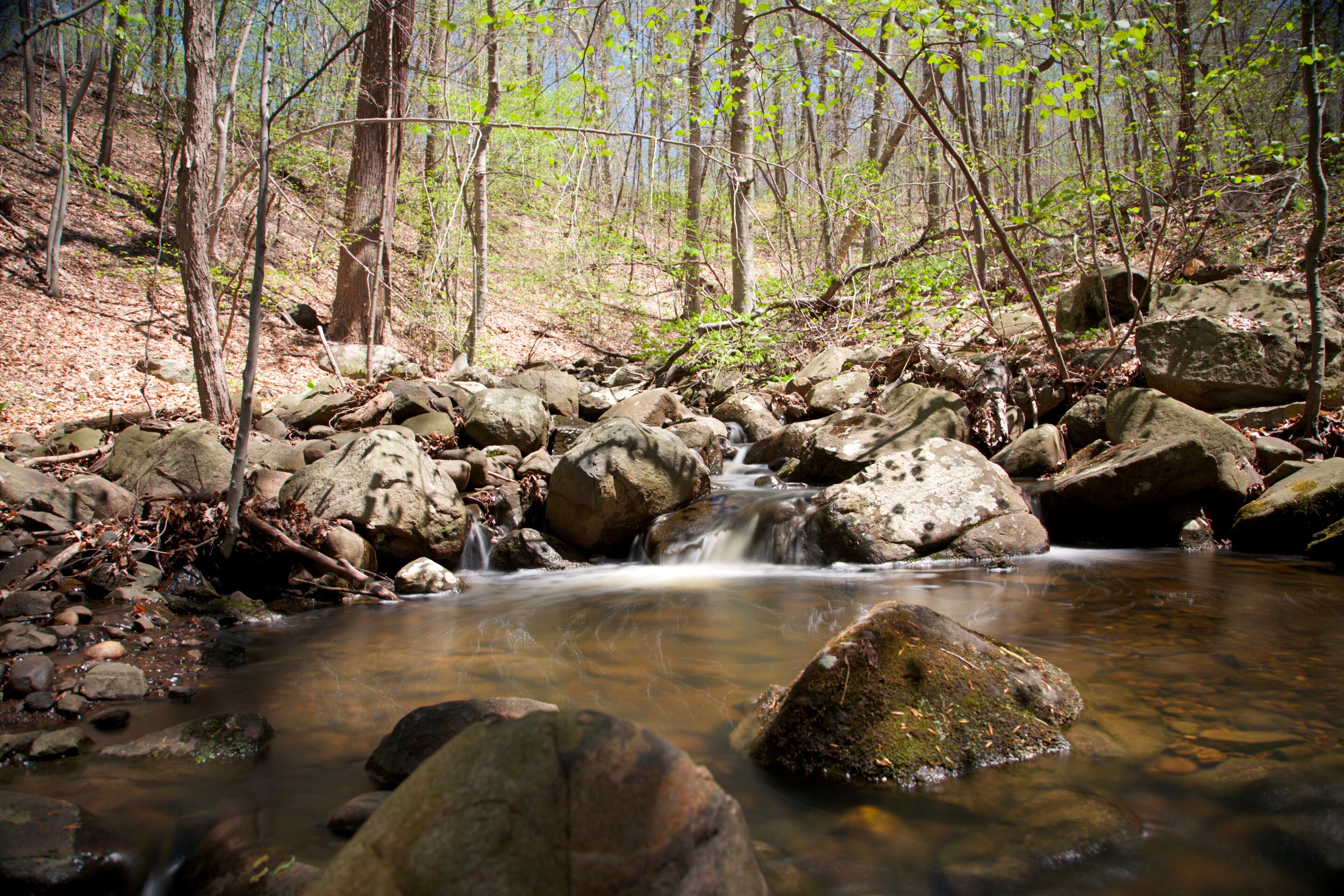 Picture of Rockleigh Woods Sanctuary