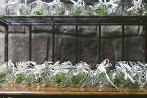 Air Plant Favors