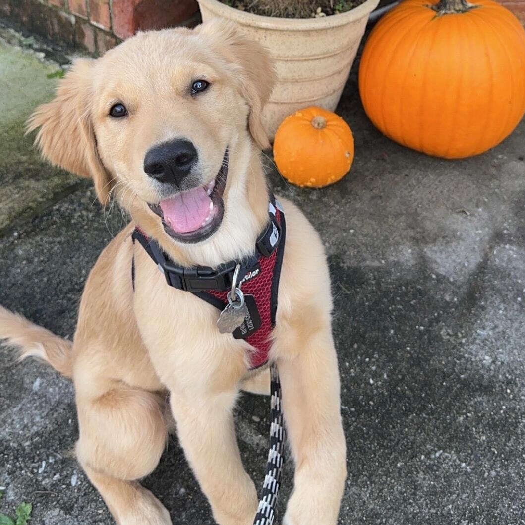 Ripken 