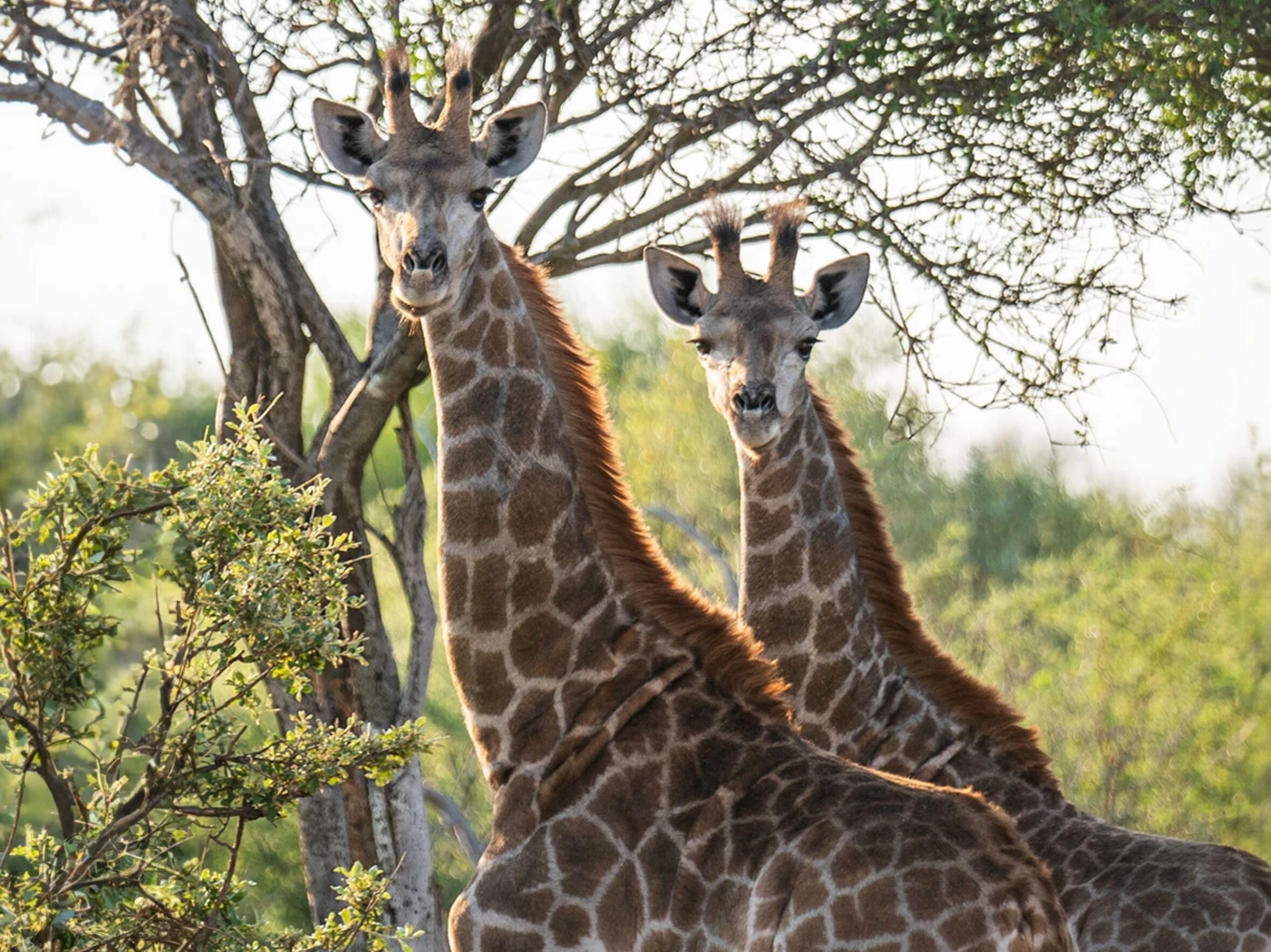 Picture of Mabalingwe Game Reserve