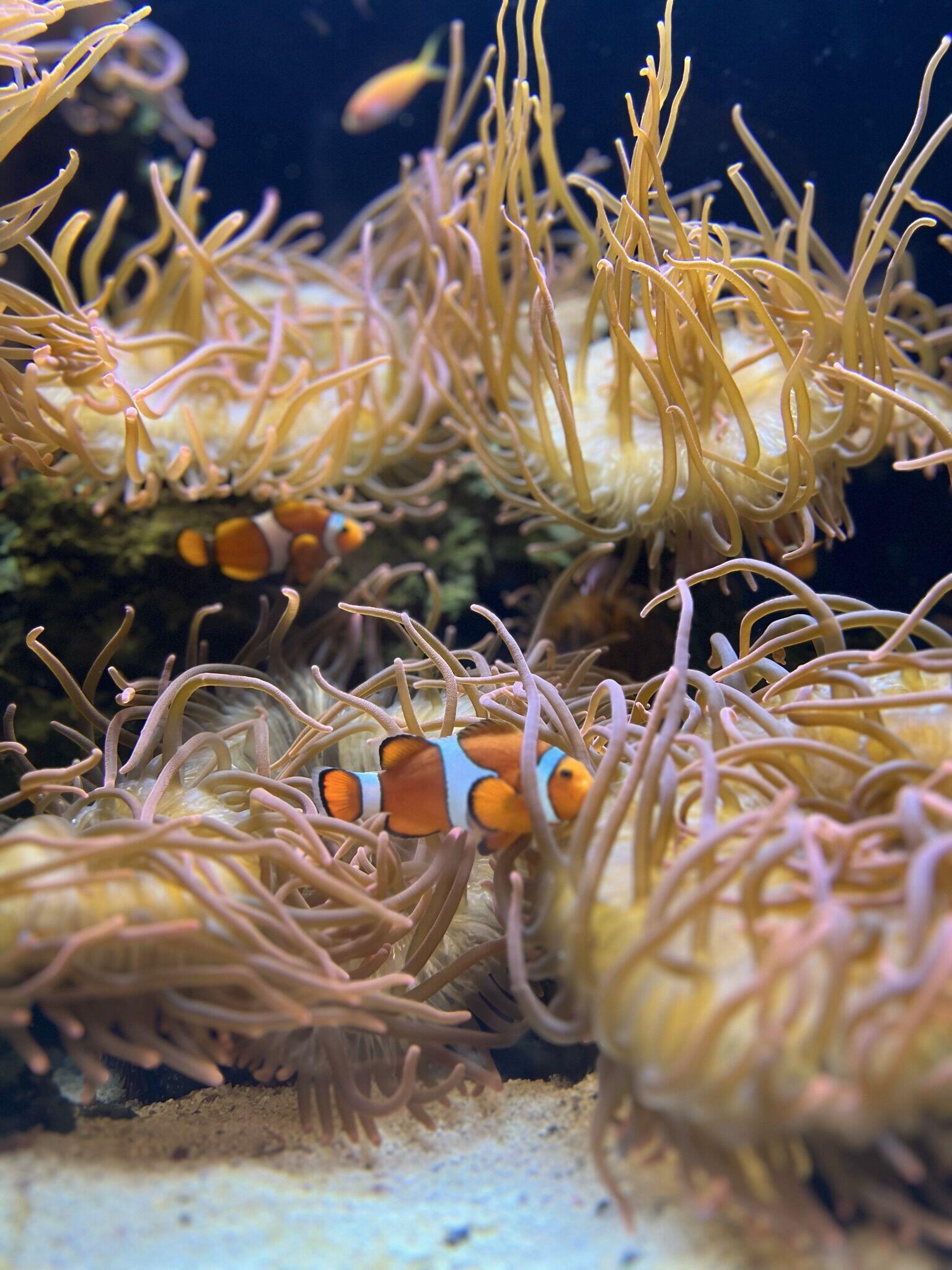 Picture of Shedd Aquarium