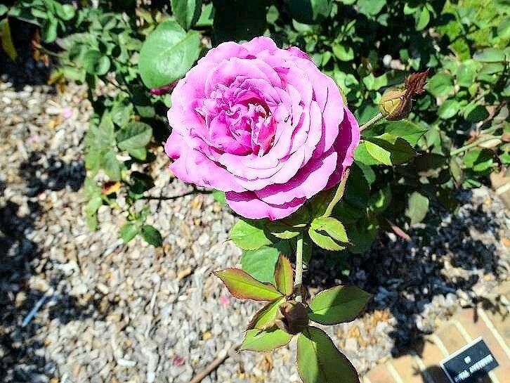 Picture of Wilson Rose Garden