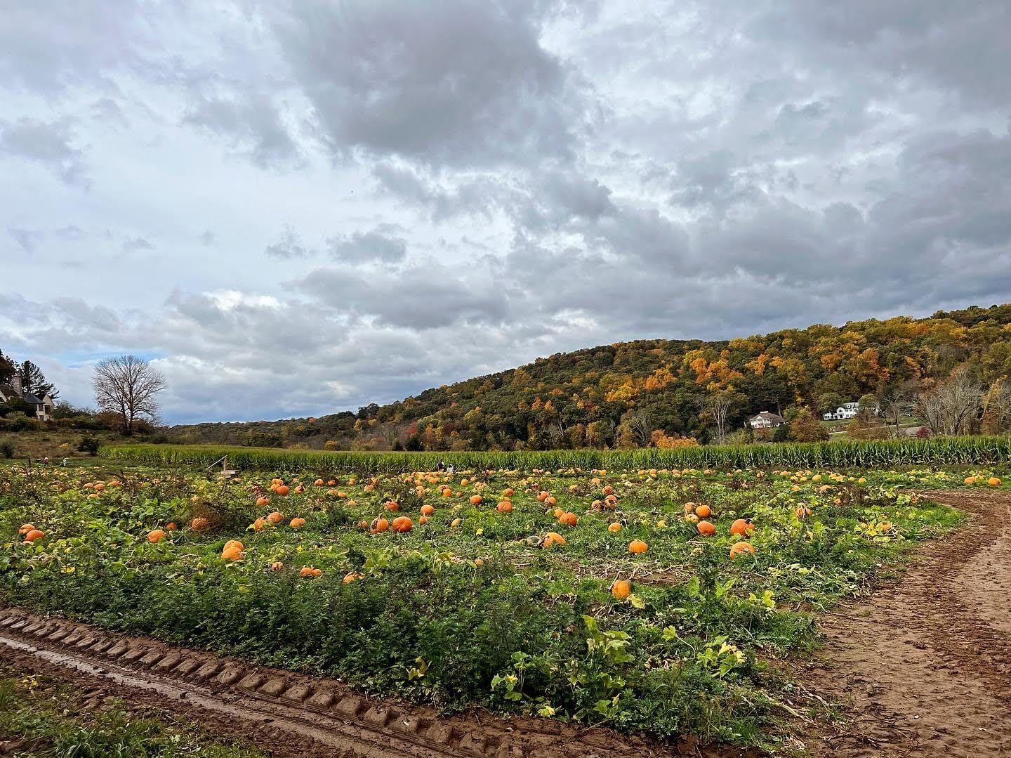 Picture of Middle Valley Farms