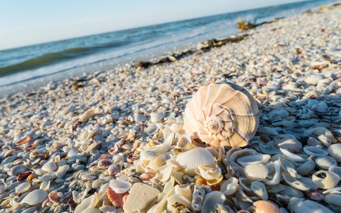 Picture of Sanibel Island Beach Resort