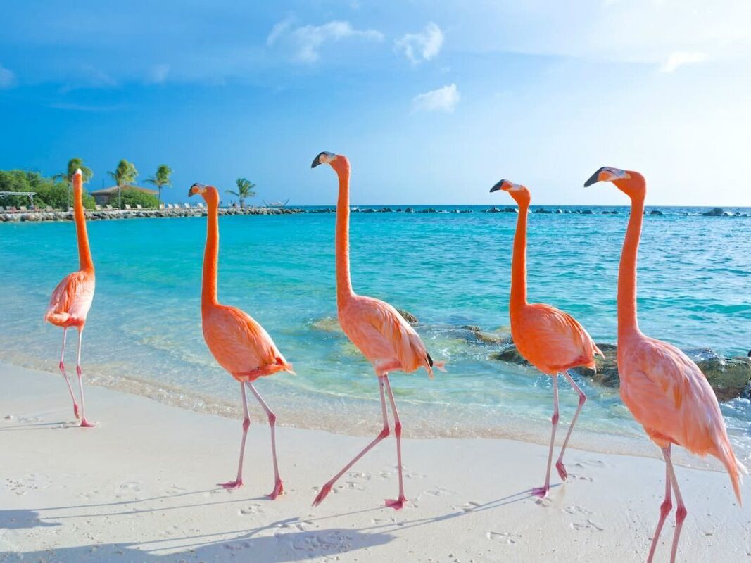 Picture of Renaissance Island- Flamingo Beach!