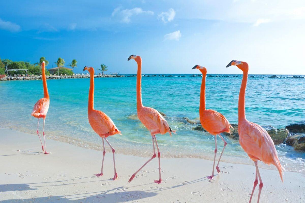 Picture of Renaissance Island- Flamingo Beach!