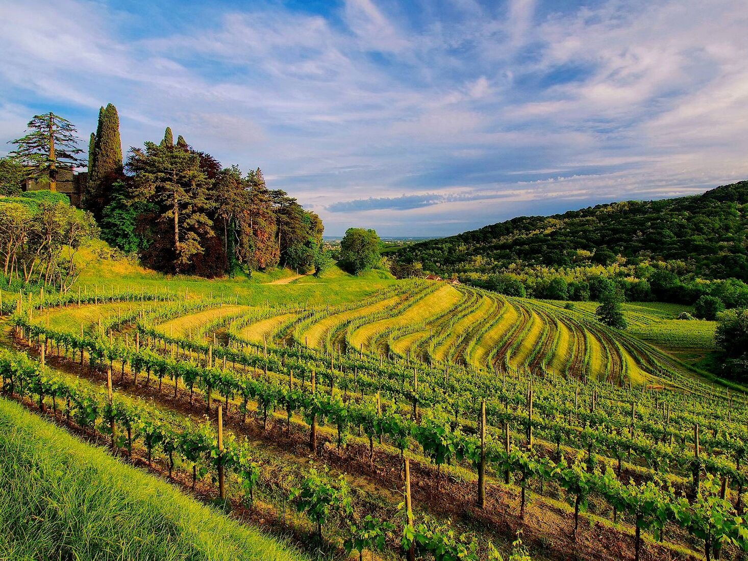 Picture of Amador Wine Country