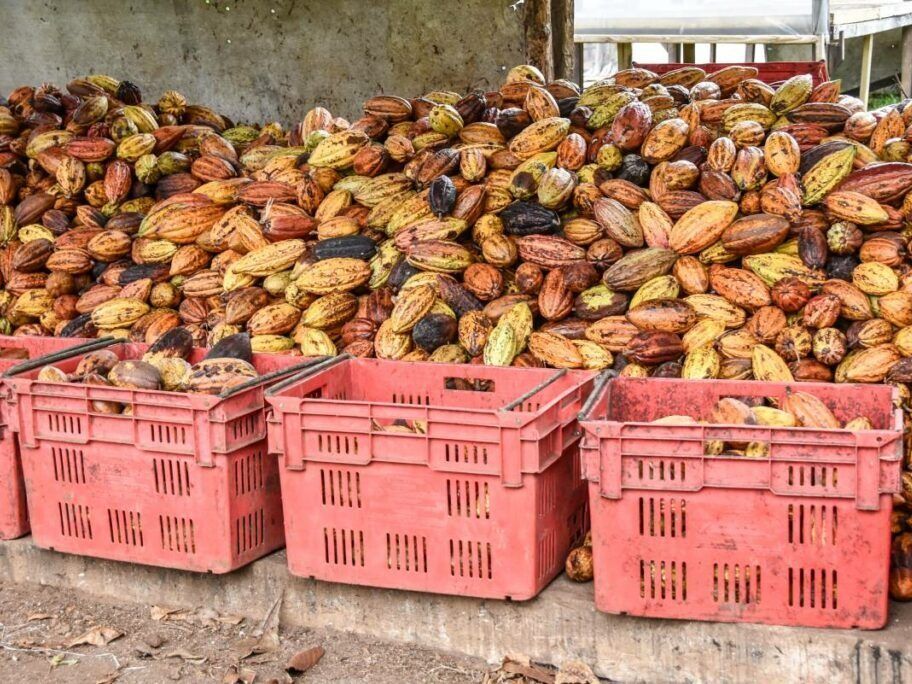 Picture of Koko Plantation Tour