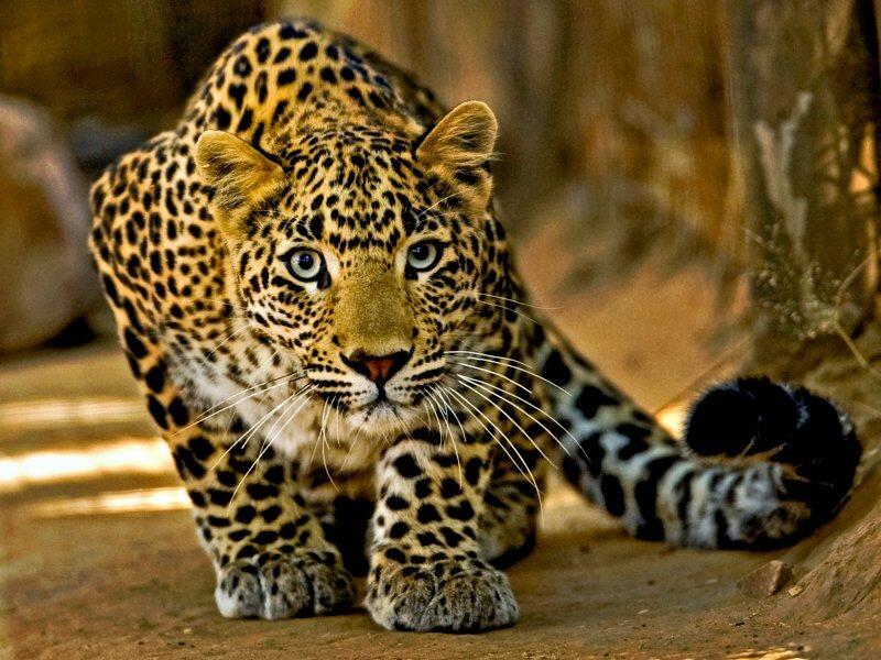 Picture of Cameron Park Zoo