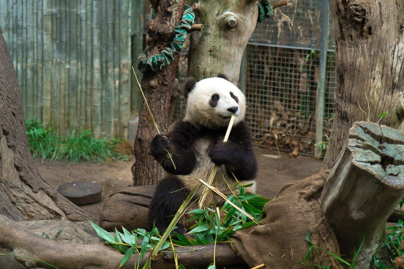 Picture of San Diego Zoo