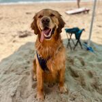 Augie